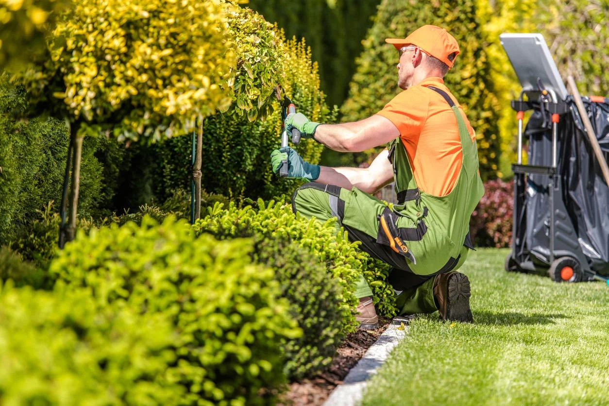 Top Dream Landscap Renovation of Old Gardens and Landscapes Maintainence Services